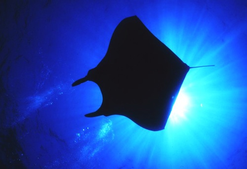 Manta